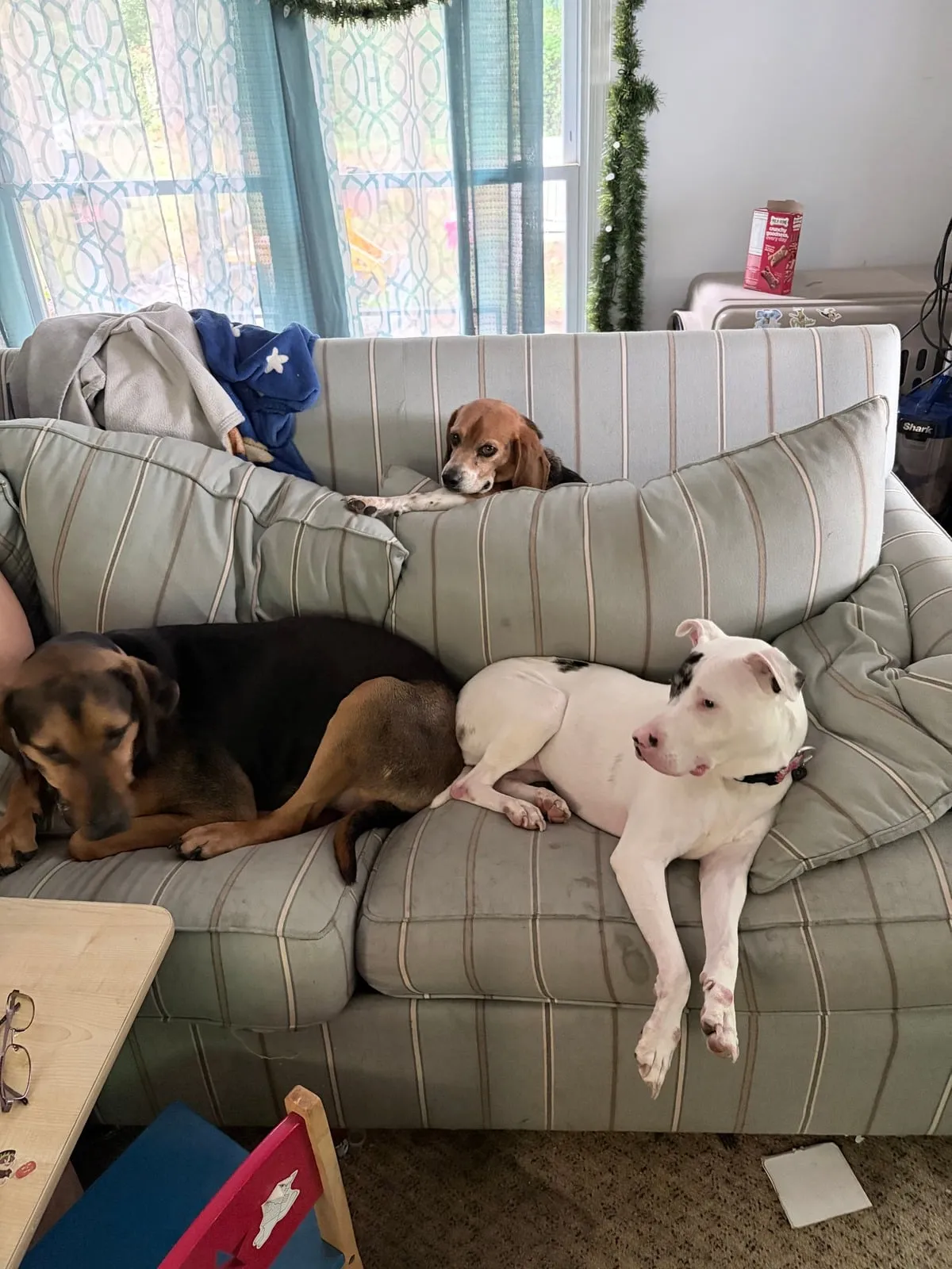 Dogs relaxing together on a couch